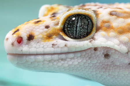 A leopard gecko, lizard on blue background, eublepharis macularius, animal closeup.の写真素材