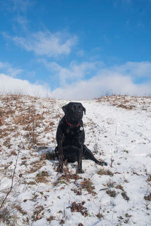 A young black labrador retriever sits on a snowy hill. Family walk with the dog. Beautiful winter landscapeの写真素材
