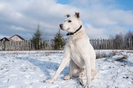 The dog sits on a snowy field and looks into the distance. Labrador retriever dog in beautiful winter landscapeの写真素材