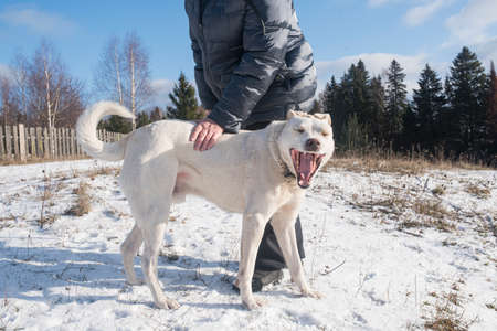 Young White Labrador staying in front of a dog trainer on a snowy day. Family pet dog playing and...