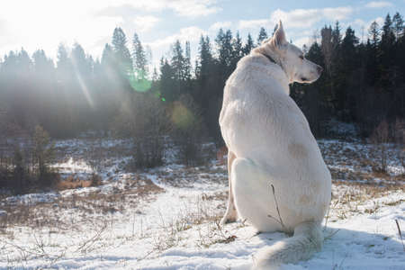 The dog sits with his back to the camera on a snow-covered field and looks into the distance. Labrador retriever in a beautiful winter landscapeの写真素材