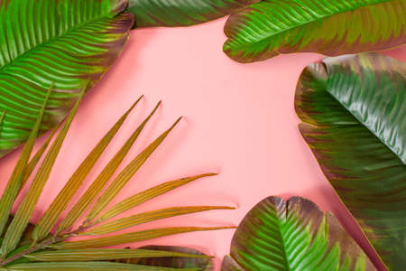green palm leaves Monstera on pink background. Flat lay, top viewの写真素材