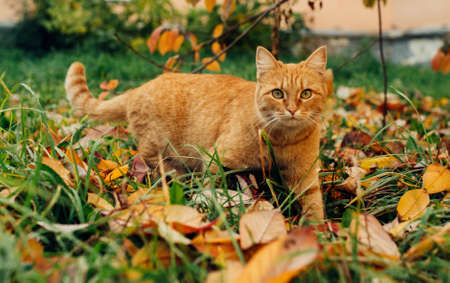 Red cat on a background of an autumn landscapeの写真素材