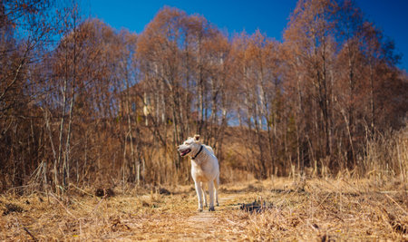 White labrador retriever dog on a walk. Dog in the nature. Senior dog behind grass and forest.