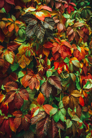 Colorful nature backgrounds with autumn leaves. Nature background mixed colorsの写真素材