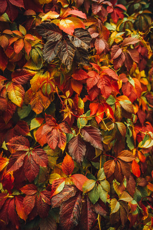 Colorful nature backgrounds with autumn leaves. Nature background mixed colorsの写真素材