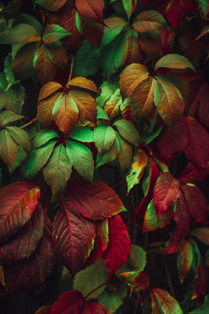 Colorful nature backgrounds with autumn leaves. Nature background mixed colorsの写真素材