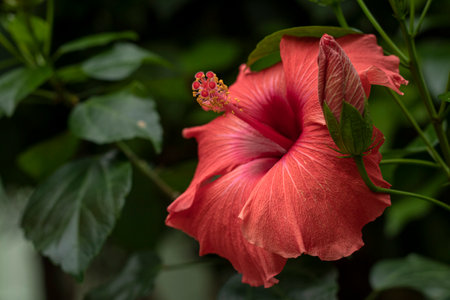 Close up of Hibiscus rosa-sinensis, known colloquially as Chinese hibiscus is widely grown as an ornamental plant. Red flower China rose Hibiscus rosa-sinensis in close-up detail.の写真素材