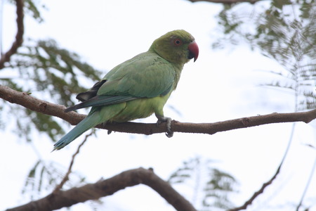 Parrot on a tree branch