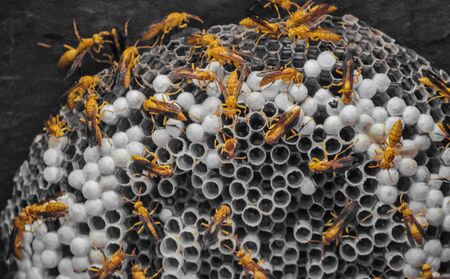 honey bee nest in wall