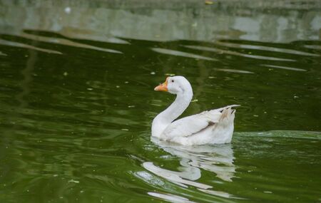 ducks swimming in the waterの写真素材
