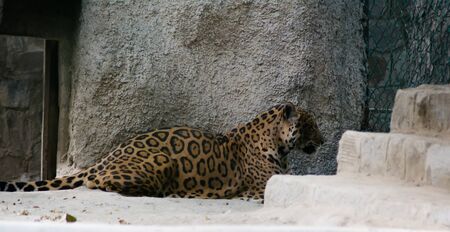 The leopard is one of the five extant species in the genus Panthera, a member of the Felidae.の写真素材