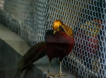 Parrots, also known as psittacines, are birds of the roughly 393 species in 92 genera comprising the order Psittaciformes.の写真素材