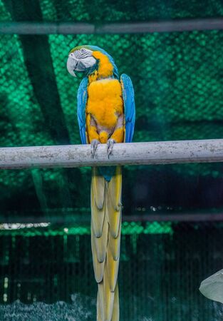 Parrots, also known as psittacines, are birds of the roughly 393 species in 92 genera comprising the order Psittaciformes.の写真素材