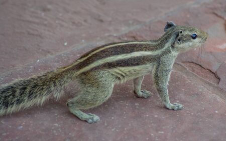 Squirrels are members of the family Sciuridaeの写真素材