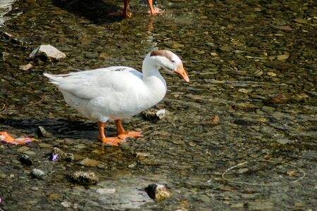 ducks swimming in the water in Beautiful Bhimtal lake of Nainital Uttarakhandの写真素材