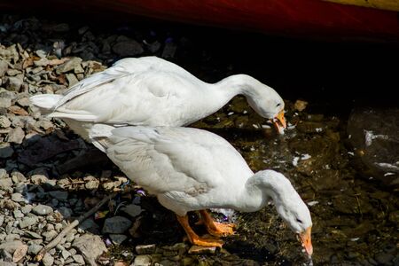ducks swimming in the water in Beautiful Bhimtal lake of Nainital Uttarakhandの写真素材
