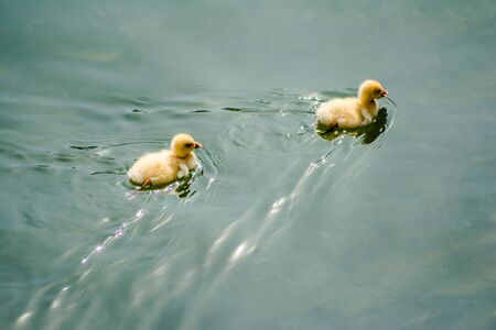 ducks swimming in the water in Beautiful Bhimtal lake of Nainital Uttarakhandの写真素材