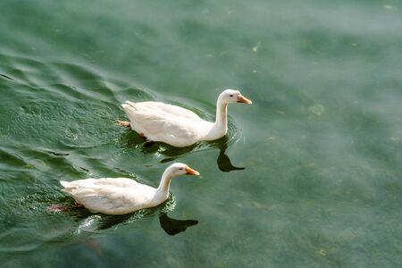 ducks swimming in the water in Beautiful Bhimtal lake of Nainital Uttarakhandの写真素材