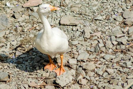 ducks swimming in the water in Beautiful Bhimtal lake of Nainital Uttarakhandの写真素材