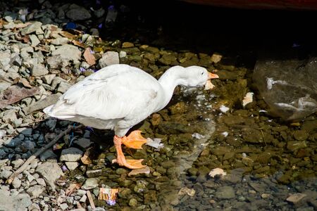ducks swimming in the water in Beautiful Bhimtal lake of Nainital Uttarakhandの写真素材