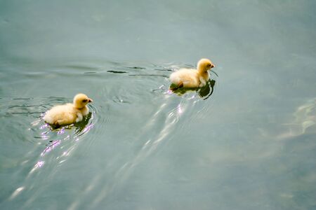 ducks swimming in the water in Beautiful Bhimtal lake of Nainital Uttarakhandの写真素材