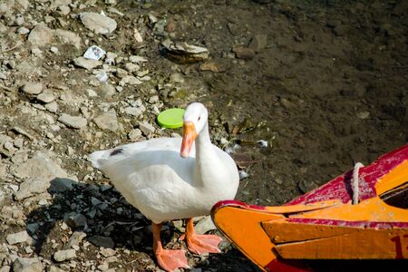 ducks swimming in the water in Beautiful Bhimtal lake of Nainital Uttarakhandの写真素材