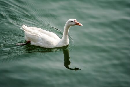 ducks swimming in the water in Beautiful Bhimtal lake of Nainital Uttarakhandの写真素材