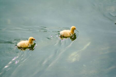 ducks swimming in the water in Beautiful Bhimtal lake of Nainital Uttarakhandの写真素材