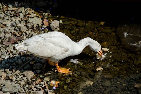 ducks swimming in the water in Beautiful Bhimtal lake of Nainital Uttarakhandの写真素材