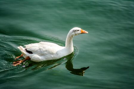 ducks swimming in the water in Beautiful Bhimtal lake of Nainital Uttarakhandの写真素材