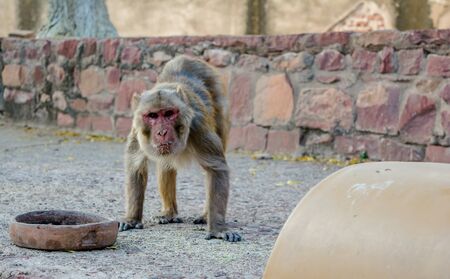 Monkey is a common name that may refer to groups or species of mammals, in part, the simians of infraorder Simiiformes.の写真素材