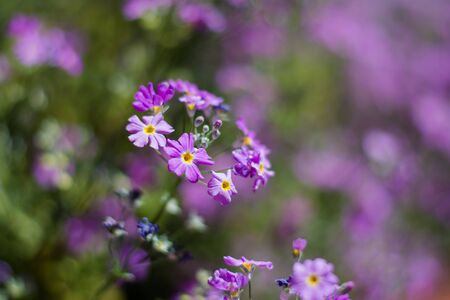 Colorful flowers of botanical garden and rose garden of Ooty Tamilnadu Indiaの写真素材