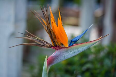 Strelitzia is a genus of five species of perennial plants, native to South Africa. Bird of paradise.の写真素材
