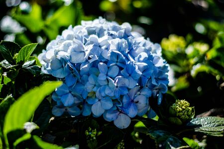 Colorful flowers of botanical garden and rose garden of Ooty Tamilnadu Indiaの写真素材