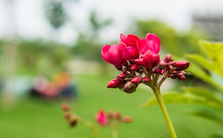 Colorful flowers of botanical garden and rose garden of Ooty Tamilnadu Indiaの写真素材