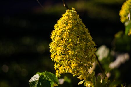 Colorful flowers of botanical garden and rose garden of Ooty Tamilnadu Indiaの写真素材