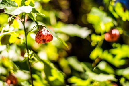 Colorful flowers of botanical garden and rose garden of Ooty Tamilnadu Indiaの写真素材