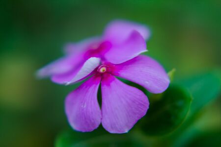 Madagascar Periwinkle also known as  Sadaabahaar flowerの写真素材
