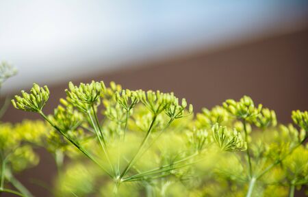 The mustard flower or plant is a plant species in the genera Brassica and Sinapis in the family Brassicaceae.の写真素材