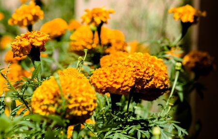 beautiful Marigold Flowers of yellow and orange color, genda phoolの写真素材
