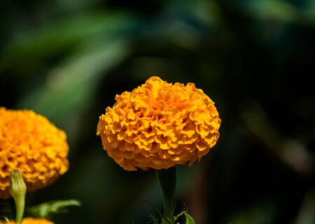 beautiful Marigold Flowers of yellow and orange color, genda phoolの写真素材