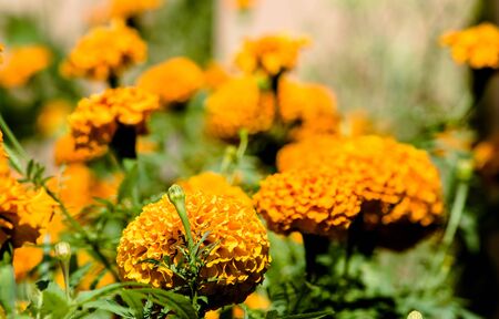 beautiful Marigold Flowers of yellow and orange color, genda phoolの写真素材