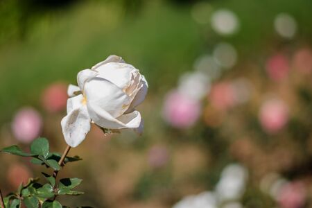Colorful rose of botanical garden and rose garden of Ooty Tamilnaduの写真素材