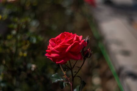 Colorful rose of botanical garden and rose garden of Ooty Tamilnadu