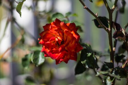 Colorful rose of botanical garden and rose garden of Ooty Tamilnaduの写真素材