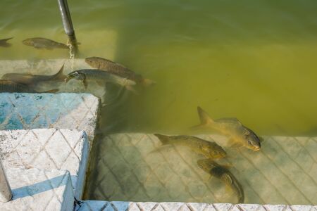 Fishes in gurudwara sarovar, The Harmindar Sahib, also known as Golden Temple Amritsar