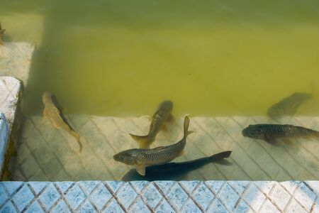 Fishes in gurudwara sarovar, The Harmindar Sahib, also known as Golden Temple Amritsarの写真素材
