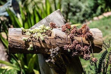 cactus species, A cactus is a member of the plant family Cactaceae.の写真素材