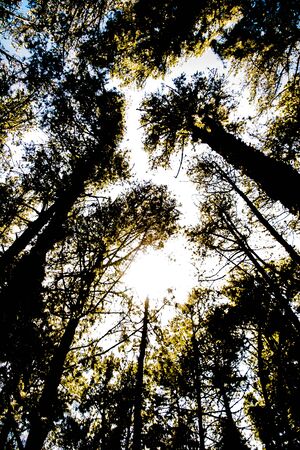 Pine Forest near Ooty pykara tamilnadu India.  Pine Tree Forests boasts of a good collection of orderly planted pine treesの写真素材